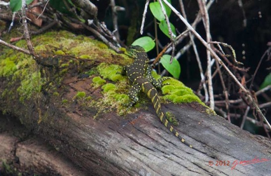 Riviere-MPIVIE-Arbre-Mort-et-Varan-Varanus-ornatus-12E5K2IMG_78408wtmk-Web