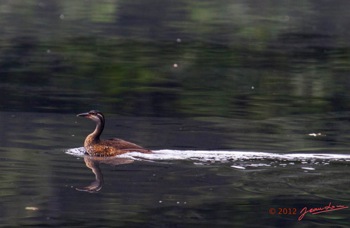 Riviere-MPIVIE-Oiseau-Grebifoulque-Afrique-Podica-senegalensis-f-12E5K2IMG_78357awtmk-Web