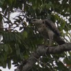 015 LOANGO Inyoungou Oiseau Aigle Couronne Stephanoaetus coronatus Jeune 12E5K2IMG_78960wtmk.jpg
