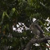 016 LOANGO Inyoungou Oiseau Aigle Couronne Stephanoaetus coronatus Jeune 12E5K2IMG_78961wtmk.jpg