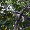 017 LOANGO Inyoungou Oiseau Aigle Couronne Stephanoaetus coronatus Jeune 12E5K2IMG_78966wtmk.jpg
