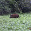 025 LOANGO Inyoungou Troupeau de Potamocheres Potamochoerus porcus 12E5K2IMG_78980wtmk.jpg