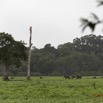035 LOANGO Inyoungou Prairie avec Troupeau Elephants et Buffles 12E5K2IMG_79010wtmk.jpg