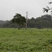 037 LOANGO Inyoungou Prairie avec Troupeau Elephants et Buffles 12E5K2IMG_79012wtmk.jpg