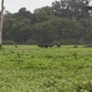 038 LOANGO Inyoungou Prairie avec Troupeau Elephants et Buffles 12E5K2IMG_79013wtmk.jpg