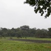 042 LOANGO Inyoungou Prairie avec Troupeau Elephants et Buffles 12E5K2IMG_79020wtmk.jpg