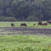 043 LOANGO Inyoungou Prairie avec Troupeau Elephants et Buffles 12E5K2IMG_79021wtmk.jpg
