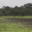 046 LOANGO Inyoungou Prairie Elephant Chargeant les Buffles 12E5K2IMG_79033wtmk.jpg