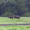 048 LOANGO Inyoungou Prairie Troupeau Elephants Loxodonta africana cyclotis 12E5K2IMG_79036wtmk.jpg