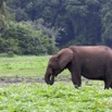 053 LOANGO Inyoungou Prairie avec Troupeau Elephants Loxodonta africana cyclotis 12E5K2IMG_79046wtmk.jpg