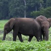 058 LOANGO Inyoungou Prairie avec Famille Elephants Loxodonta africana cyclotis 12E5K2IMG_79052wtmk.jpg