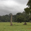070 LOANGO Inyoungou Prairie avec Buffles et Elephant Solitaire 12E5K2IMG_79071wtmk.jpg