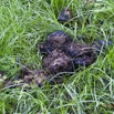 072 LOANGO Inyoungou Prairie avec Feces Elephant 12E5K2IMG_79073wtmk.jpg