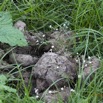 073 LOANGO Inyoungou Prairie avec Feces Elephant 12E5K2IMG_79074wtmk.jpg