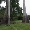 088 LOANGO Inyoungou Arbres Jumeaux 12E5K2IMG_79106wtmk.jpg