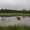 090 LOANGO Inyoungou Marecage avec Fleur Nenuphar 12E5K2IMG_79109wtmk.jpg