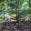 092 LOANGO Inyoungou Foret et Potamocheres Potamochoerus porcus 12E5K2IMG_79113wtmk.jpg