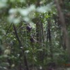 095 LOANGO Inyoungou Foret Elephant Solitaire 12E5K2IMG_79118wtmk.jpg