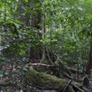 096 LOANGO Inyoungou Foret Arbre avec Contreforts 12E5K2IMG_79121wtmk.jpg