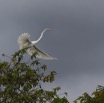 118 LOANGO Inyoungou Oiseau Grande Aigrette Egretta alba en Vol 12E5K2IMG_79159wtmk.jpg