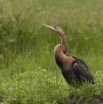 120 LOANGO Inyoungou Oiseau Heron Goliath Ardea goliath 12E5K2IMG_79162awtmk.jpg