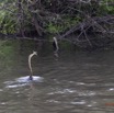 123 LOANGO Inyoungou Oiseau Anhinga Afrique Anhinga rufa avec Poisson dans le Bec 12E5K2IMG_79171wtmk.jpg