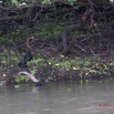 124 LOANGO Inyoungou Oiseau Anhinga Afrique Anhinga rufa avec Poisson dans le Bec 12E5K2IMG_79174wtmk.jpg