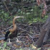 125 LOANGO Inyoungou Oiseau Anhinga Afrique Anhinga rufa avec Poisson dans le Bec 12E5K2IMG_79177wtmk.jpg