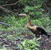 128 LOANGO Inyoungou Oiseau Anhinga Afrique Anhinga rufa avec Poisson dans le Bec 12E5K2IMG_79193wtmk.jpg
