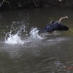 130 LOANGO Inyoungou Oiseau Anhinga Afrique Anhinga rufa avec Poisson dans le Bec en Vol 12E5K2IMG_79198wtmk.jpg