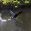131 LOANGO Inyoungou Oiseau Anhinga Afrique Anhinga rufa avec Poisson dans le Bec en Vol 12E5K2IMG_79199wtmk.jpg