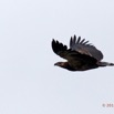 133 LOANGO Inyoungou Oiseau Pygargue Vocifere Haliaeetus vocifer en Vol 12E5K2IMG_79206wtmk.jpg