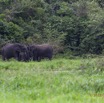 139 LOANGO Inyoungou Riviere Marecage avec Famille Elephants 12E5K2IMG_79219wtmk.jpg