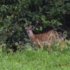 141 LOANGO Inyoungou Riviere Berge Sitatunga Tragelaphus spekei Femelle avec son Petit 12E5K2IMG_79233wtmk.jpg