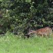 142 LOANGO Inyoungou Riviere Berge Sitatunga Tragelaphus spekei Femelle avec son Petit 12E5K2IMG_79236wtmk.jpg