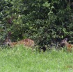 143 LOANGO Inyoungou Riviere Berge Sitatunga Tragelaphus spekei Femelle avec son Petit 12E5K2IMG_79237wtmk.jpg
