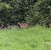 144 LOANGO Inyoungou Riviere Berge Sitatunga Tragelaphus spekei Femelle avec son Petit 12E5K2IMG_79240wtmk.jpg