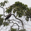 147 LOANGO Inyoungou Riviere Oiseau Ombrette Africaine Scopus umbretta 12E5K2IMG_79254wtmk.jpg