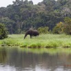 150 LOANGO Inyoungou Riviere Elephant Loxodonta africana cyclotis 12E5K2IMG_79259wtmk.jpg