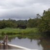 151 LOANGO Inyoungou Riviere Berge et Elephant Loxodonta africana cyclotis 12E5K2IMG_79262wtmk.jpg