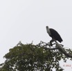 165 LOANGO Inyoungou Riviere Oiseau Pygargue Vocifere Haliaeetus vocifer 12E5K2IMG_79309wtmk.jpg