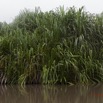 172 LOANGO Inyoungou Riviere Berge et Massif Vegetal 12E5K2IMG_79319wtmk.jpg