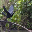 174 LOANGO Inyoungou Riviere Oiseau Anhinga Afrique Anhinga rufa en Vol 12E5K2IMG_79326wtmk.jpg