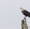 177 LOANGO Inyoungou Riviere Oiseau Pygargue Vocifere Haliaeetus vocifer 12E5K2IMG_79339wtmk.jpg