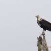 178 LOANGO Inyoungou Riviere Oiseau Pygargue Vocifere Haliaeetus vocifer 12E5K2IMG_79341awtmk.jpg