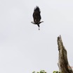 181 LOANGO Inyoungou Riviere Oiseau Pygargue Vocifere Haliaeetus vocifer en Vol 12E5K2IMG_79344wtmk.jpg
