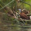 182 LOANGO Inyoungou Riviere Oiseau Jacana a Poitrine Doree Actophilornis africana 12E5K2IMG_79350wtmk.jpg