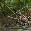 183 LOANGO Inyoungou Riviere Oiseau Jacana a Poitrine Doree Actophilornis africana 12E5K2IMG_79352wtmk.jpg