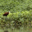 184 LOANGO Inyoungou Riviere Oiseau Jacana a Poitrine Doree Actophilornis africana 12E5K2IMG_79354wtmk.jpg