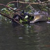 189 LOANGO Inyoungou Riviere Reptile Faux-Gavial Crocodylus cataphractus 12E5K2IMG_79372wtmk.jpg